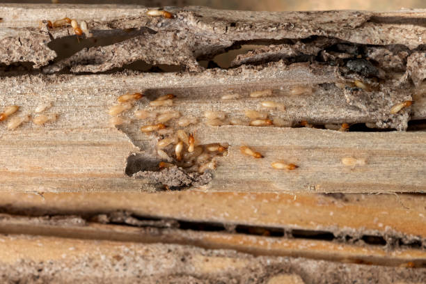 Best Best Pest Control Companies  in Battlefield, MO