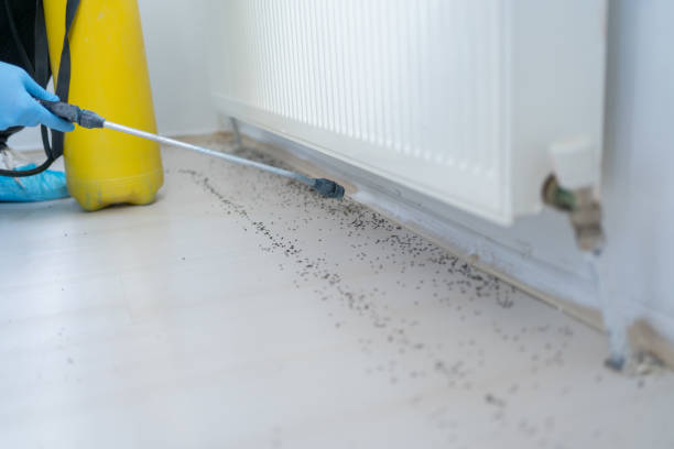 Best Affordable Pest Control Services  in Battlefield, MO